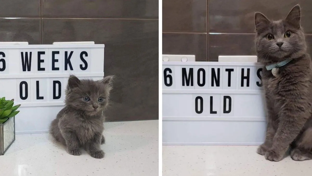 30 Before-And-After Reminders That Cats Are Always Cute, No Matter The Size