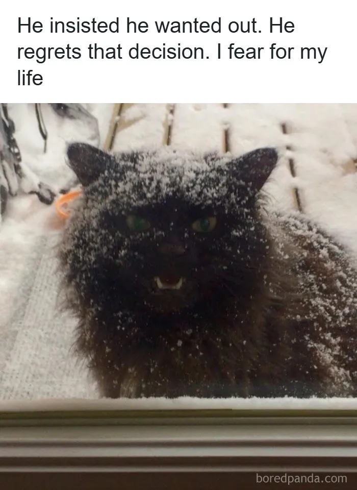 'Give Me Cat Memes': 50 Funny Cat Memes To Brighten Your And Your Pet’s Day