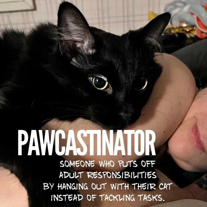 'Give Me Cat Memes': 50 Funny Cat Memes To Brighten Your And Your Pet’s Day