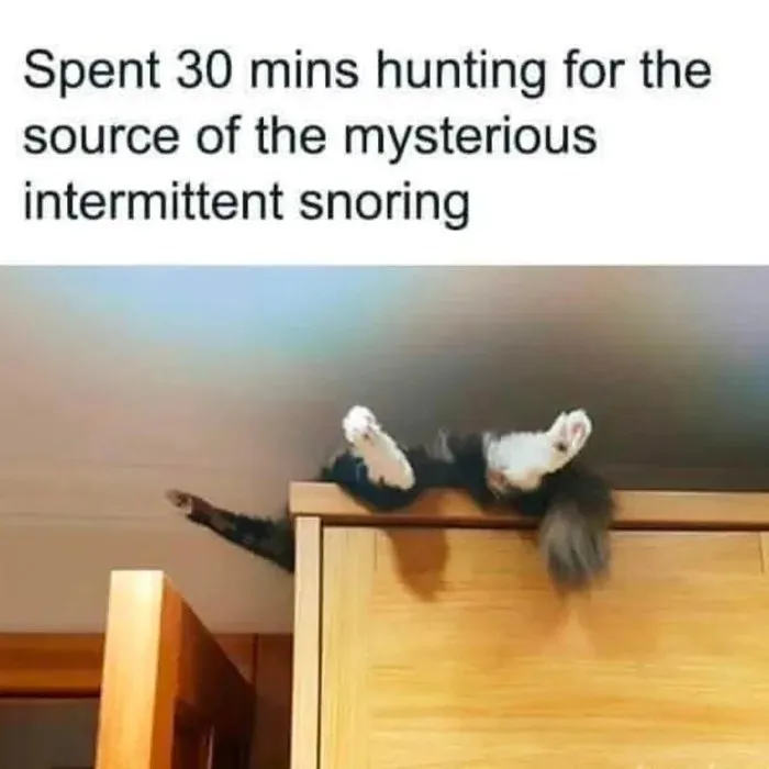'Give Me Cat Memes': 50 Funny Cat Memes To Brighten Your And Your Pet’s Day