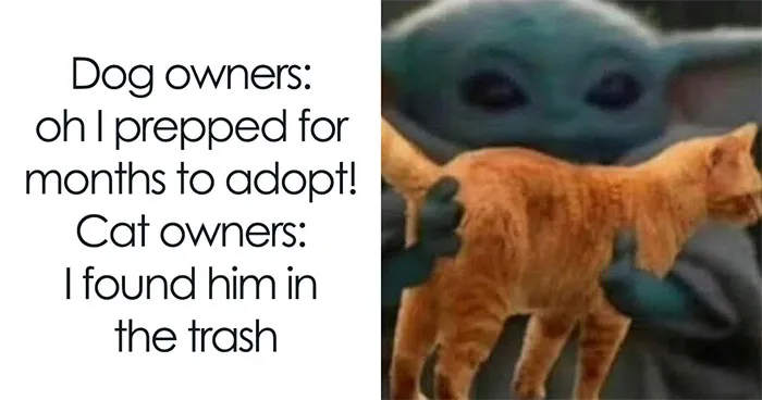 'Give Me Cat Memes': 50 Funny Cat Memes To Brighten Your And Your Pet’s Day