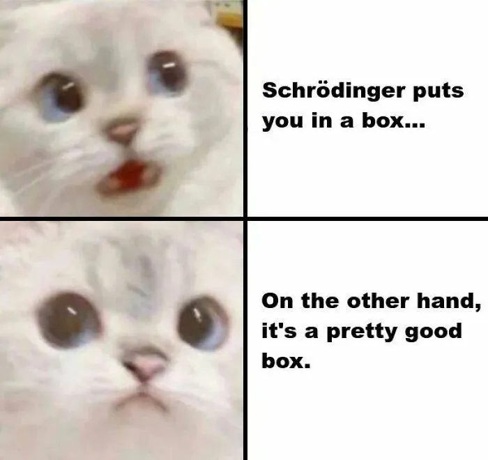 'Give Me Cat Memes': 50 Funny Cat Memes To Brighten Your And Your Pet’s Day