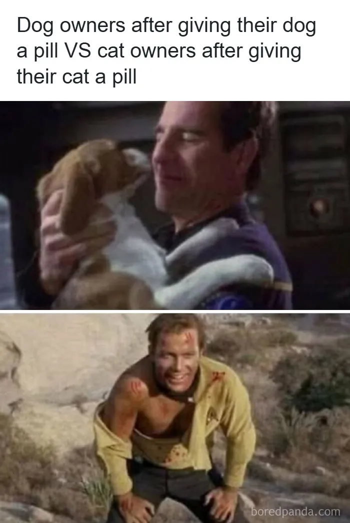 'Give Me Cat Memes': 50 Funny Cat Memes To Brighten Your And Your Pet’s Day