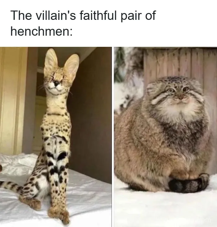 'Give Me Cat Memes': 50 Funny Cat Memes To Brighten Your And Your Pet’s Day