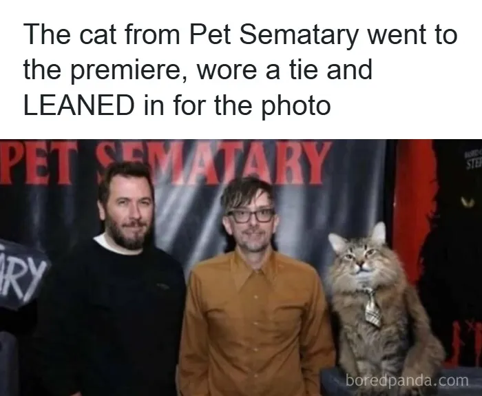 'Give Me Cat Memes': 50 Funny Cat Memes To Brighten Your And Your Pet’s Day