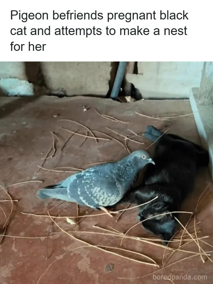 'Give Me Cat Memes': 50 Funny Cat Memes To Brighten Your And Your Pet’s Day