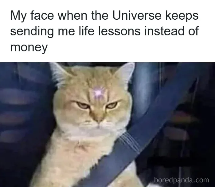 'Give Me Cat Memes': 50 Funny Cat Memes To Brighten Your And Your Pet’s Day