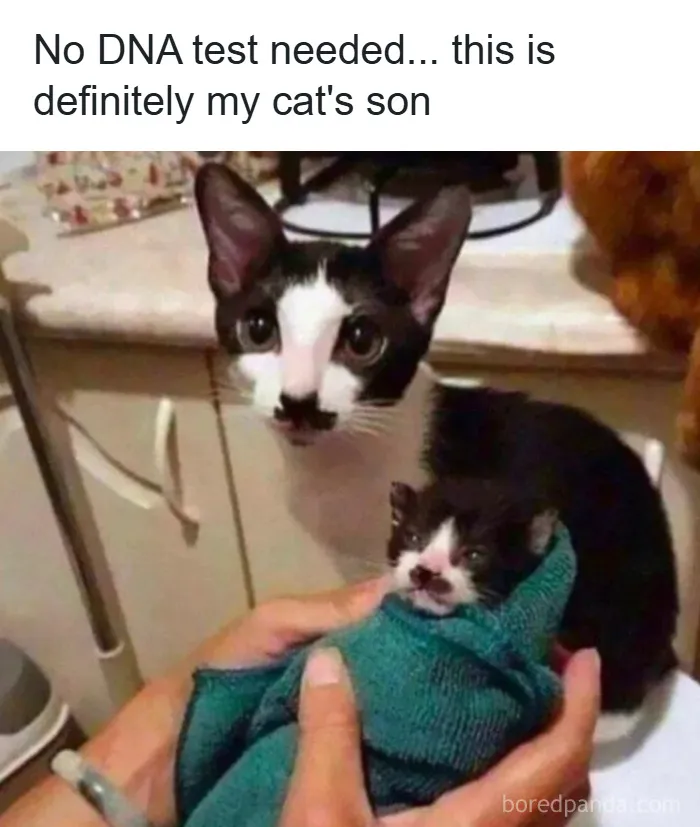 'Give Me Cat Memes': 50 Funny Cat Memes To Brighten Your And Your Pet’s Day