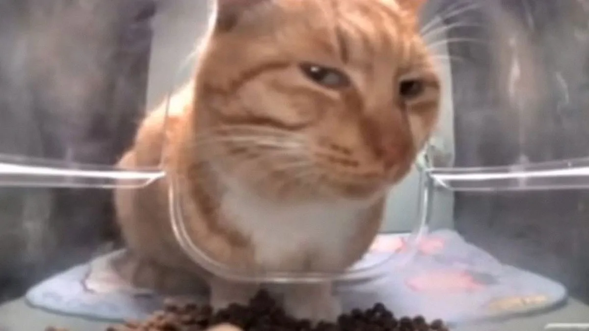 50 Hilariously Adorable Cat Memes That Might Warm Your Soul And Distract You From Life