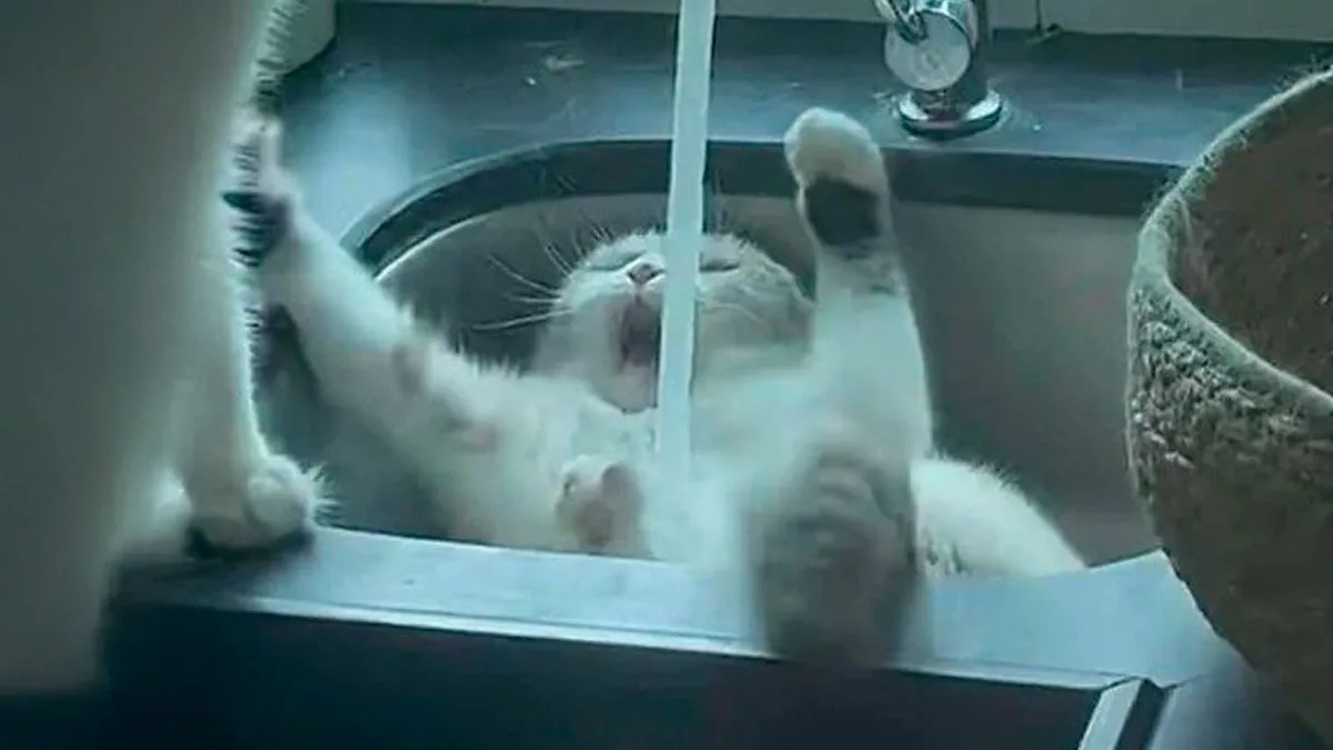 Cats Make The World A Better Place Just By Existing And These 50 Pics Prove It