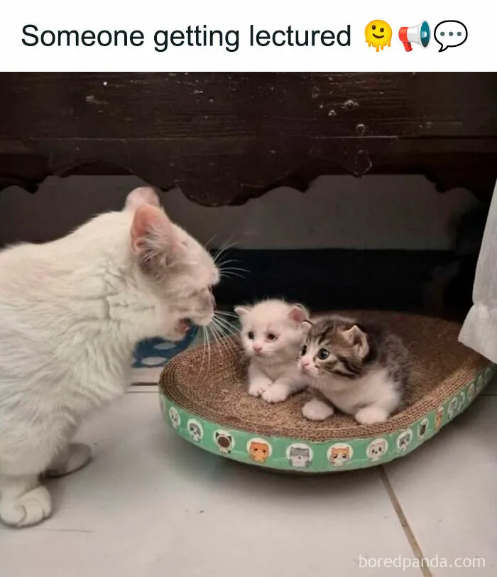 This Facebook Page With Nearly 200K Followers Has The Funniest Meme Collection And Here Are 50 Of Them