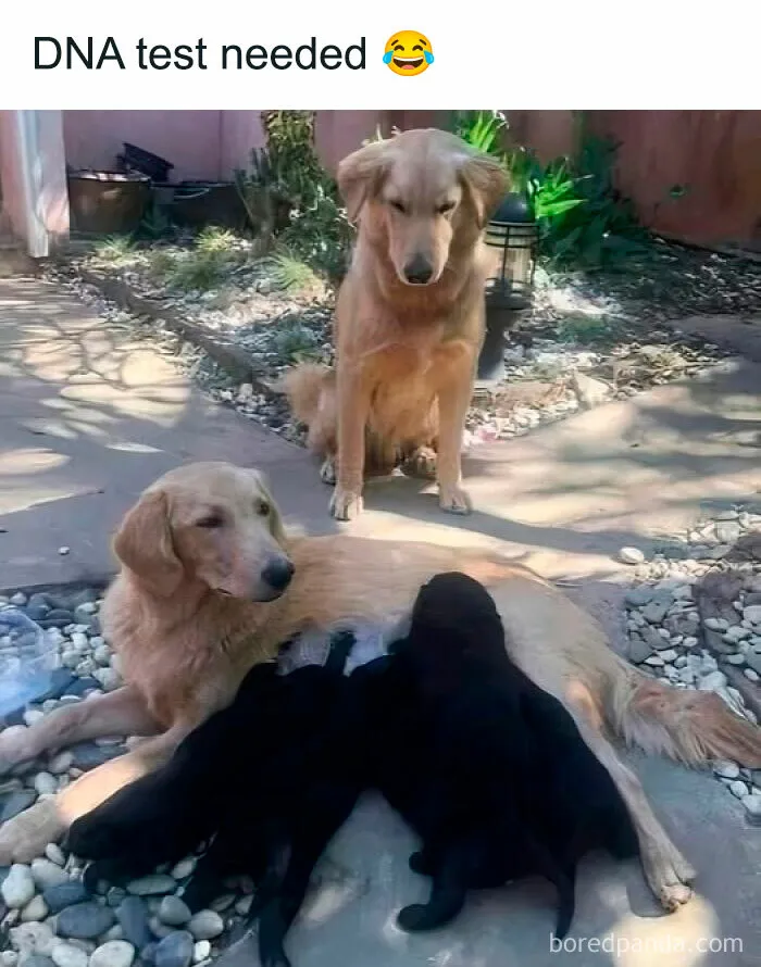 This Facebook Page With Nearly 200K Followers Has The Funniest Meme Collection And Here Are 50 Of Them