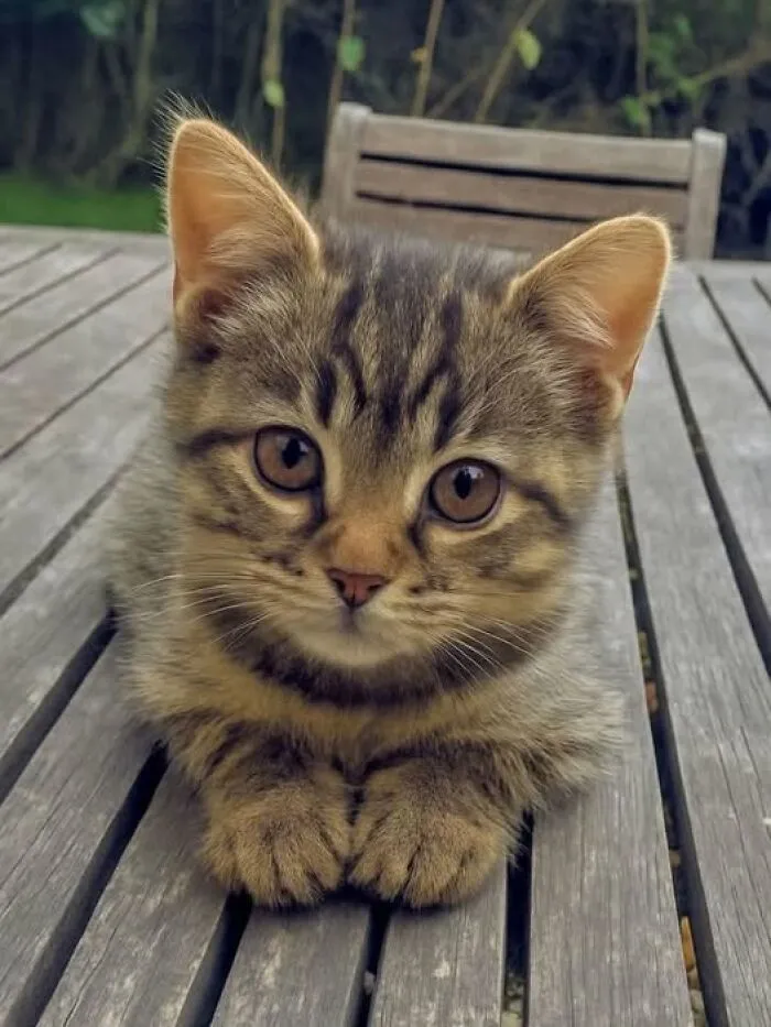 39 Cat Photos So Adorable And Chaotic They Might Just Fix Your Bad Mood Instantly