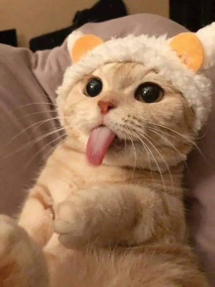 39 Cat Photos So Adorable And Chaotic They Might Just Fix Your Bad Mood Instantly