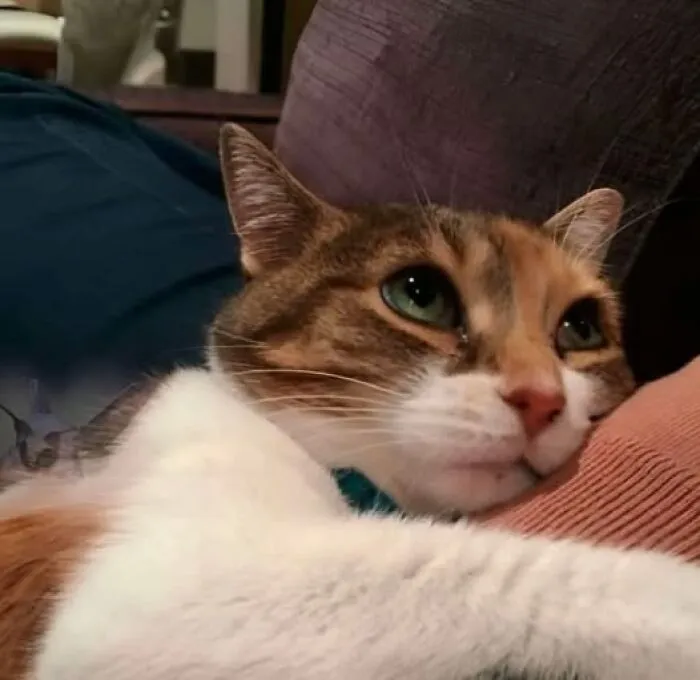 39 Cat Photos So Adorable And Chaotic They Might Just Fix Your Bad Mood Instantly