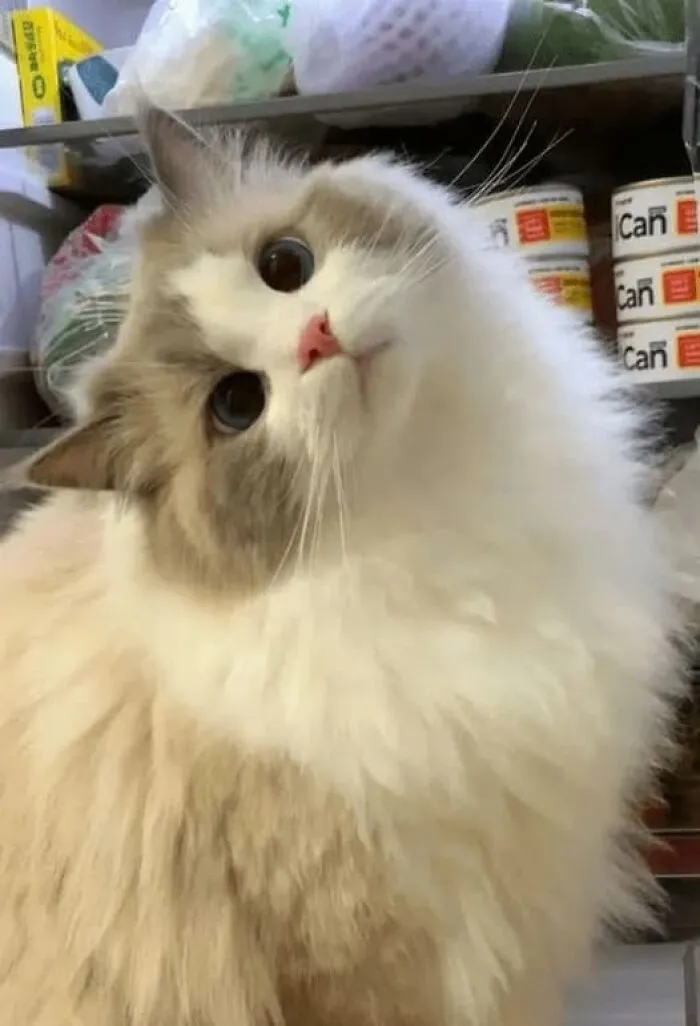 39 Cat Photos So Adorable And Chaotic They Might Just Fix Your Bad Mood Instantly