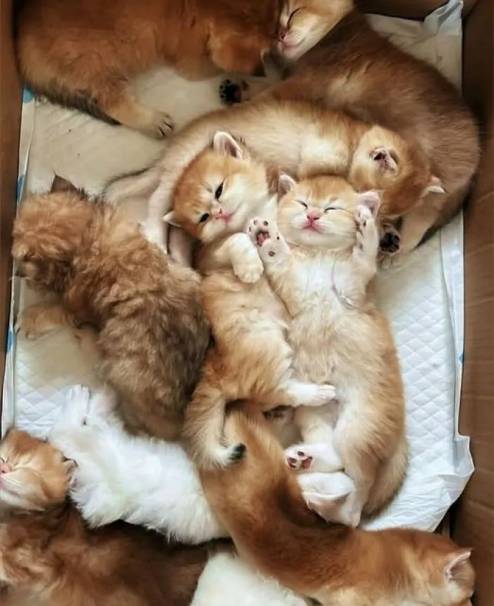 39 Cat Photos So Adorable And Chaotic They Might Just Fix Your Bad Mood Instantly