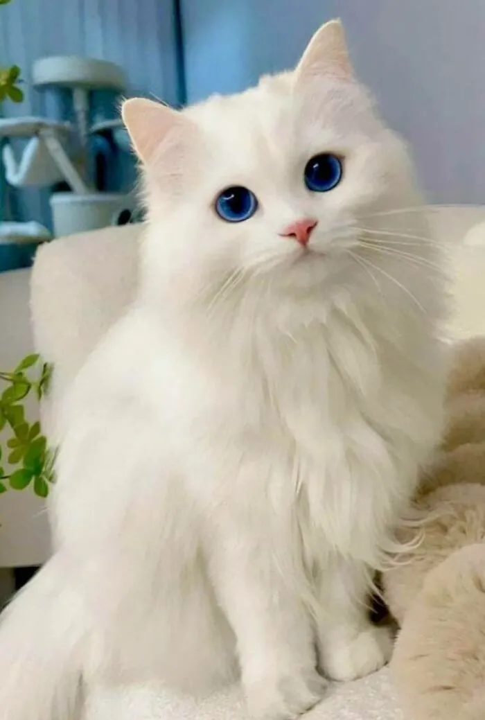 39 Cat Photos So Adorable And Chaotic They Might Just Fix Your Bad Mood Instantly