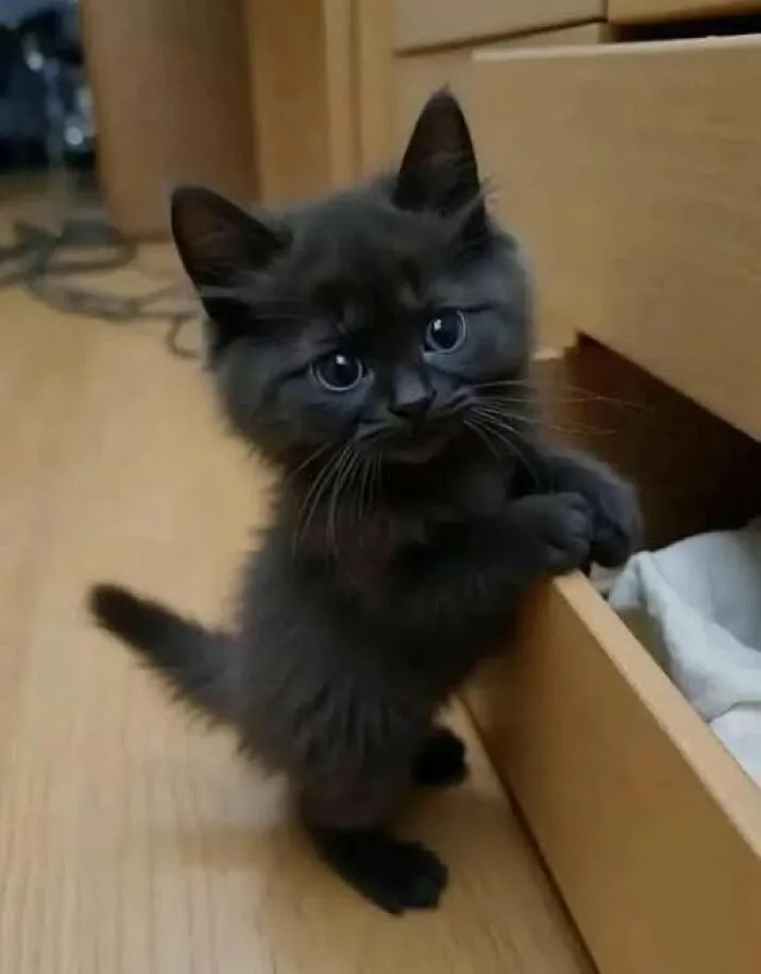 39 Cat Photos So Adorable And Chaotic They Might Just Fix Your Bad Mood Instantly