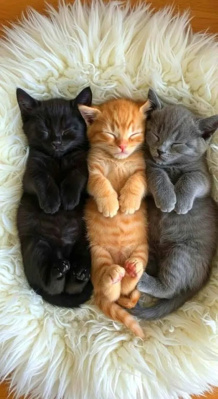 39 Cat Photos So Adorable And Chaotic They Might Just Fix Your Bad Mood Instantly