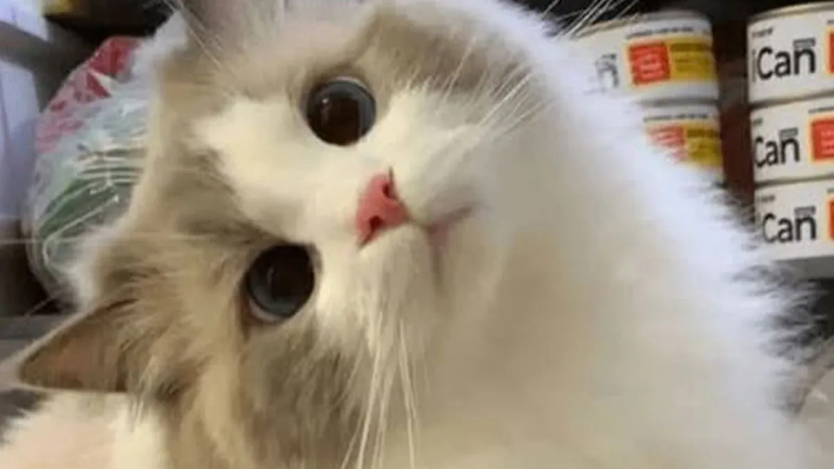 39 Cat Photos So Adorable And Chaotic They Might Just Fix Your Bad Mood Instantly