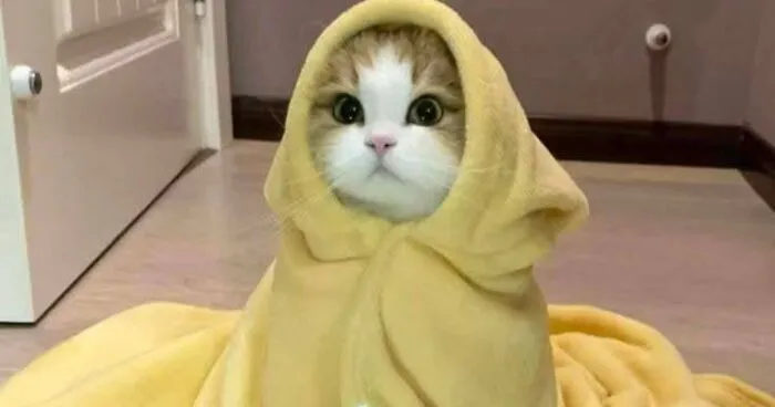 39 Cat Photos So Adorable And Chaotic They Might Just Fix Your Bad Mood Instantly