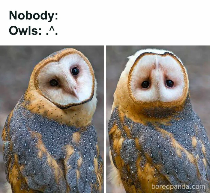 50 Animal Memes That Remind Us Life’s Better With A Little Fur And Chaos (New Pics)