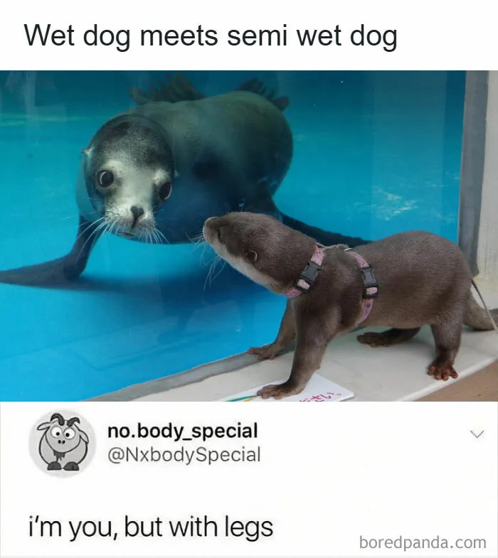 50 Animal Memes That Remind Us Life’s Better With A Little Fur And Chaos (New Pics)