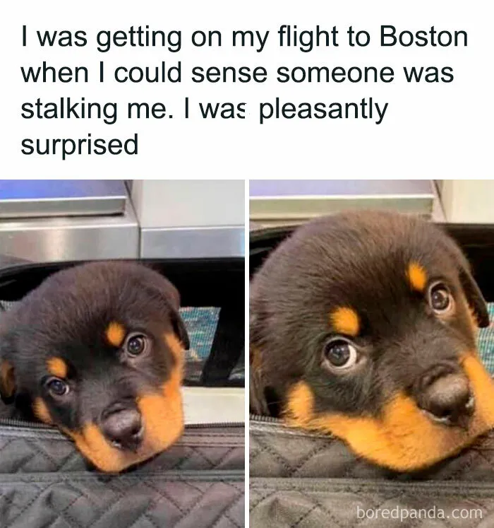 50 Animal Memes That Remind Us Life’s Better With A Little Fur And Chaos (New Pics)