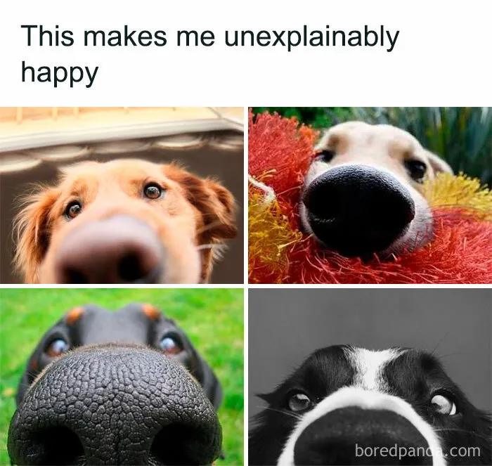 50 Animal Memes That Remind Us Life’s Better With A Little Fur And Chaos (New Pics)