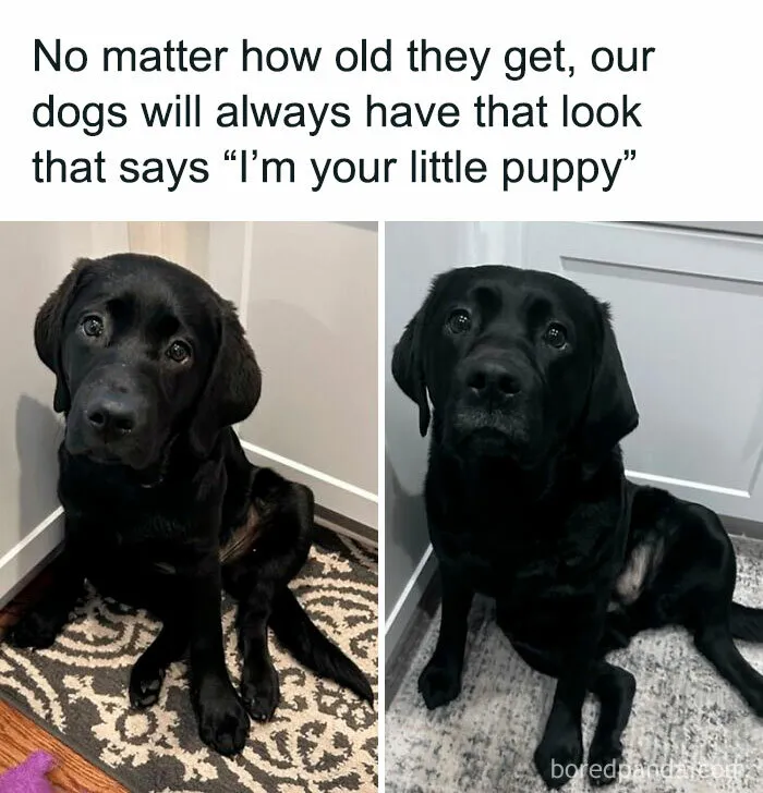 50 Animal Memes That Remind Us Life’s Better With A Little Fur And Chaos (New Pics)