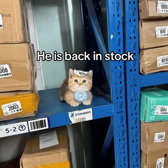 Cute cat wearing a bow tie on a warehouse shelf with a caption for wholesome animal memes and humor.