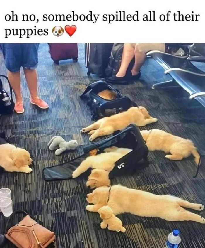 Several wholesome puppies resting on the floor at an airport, creating a heartwarming animal meme moment.