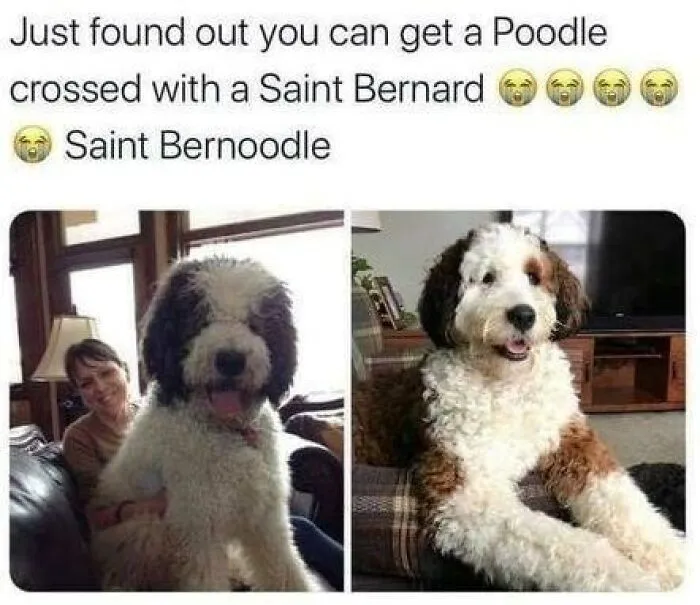 Two photos of a Saint Bernoodle dog, a poodle crossed with a Saint Bernard, featured in wholesome animal memes.
