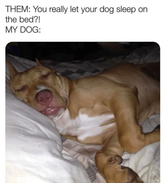 Sleepy dog lying on bed looking relaxed, capturing a wholesome animal meme to brighten your day.