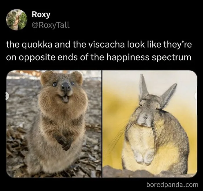 50 Animal Memes That Remind Us Life’s Better With A Little Fur And Chaos (New Pics)