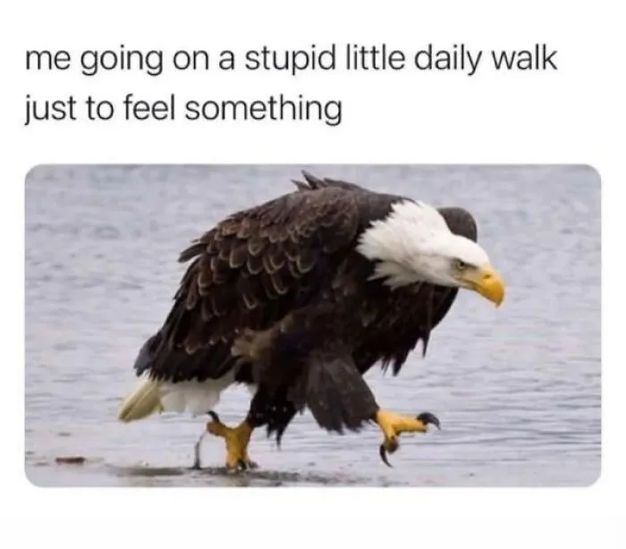 Bald eagle awkwardly walking in shallow water, used as a wholesome animal meme to evoke lighthearted feelings.