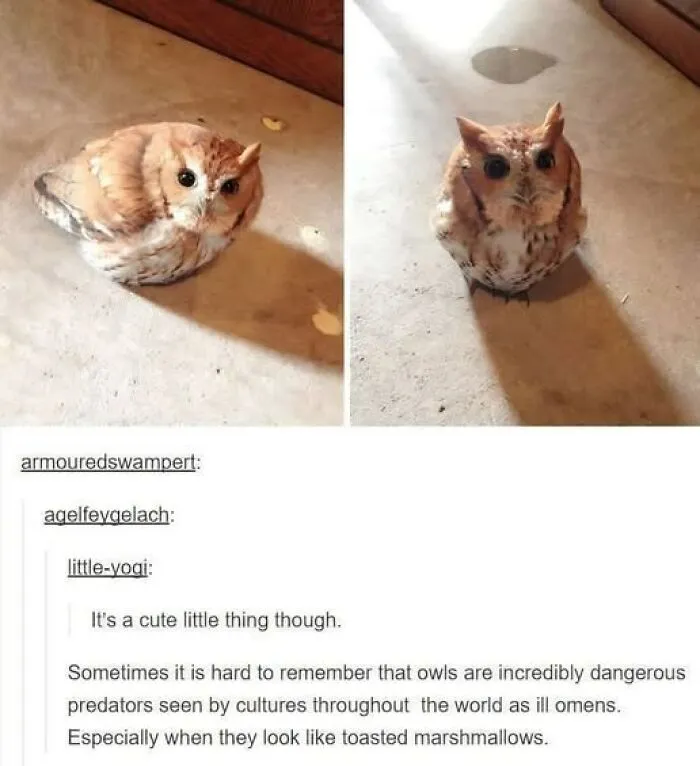Small owl sitting on the floor casting a shadow, featured in wholesome animal memes to brighten your day.