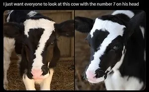 50 Animal Memes That Remind Us Life’s Better With A Little Fur And Chaos (New Pics)