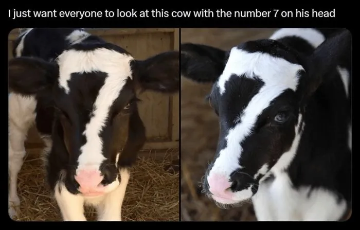 Funny-Memes-Animal-Antics