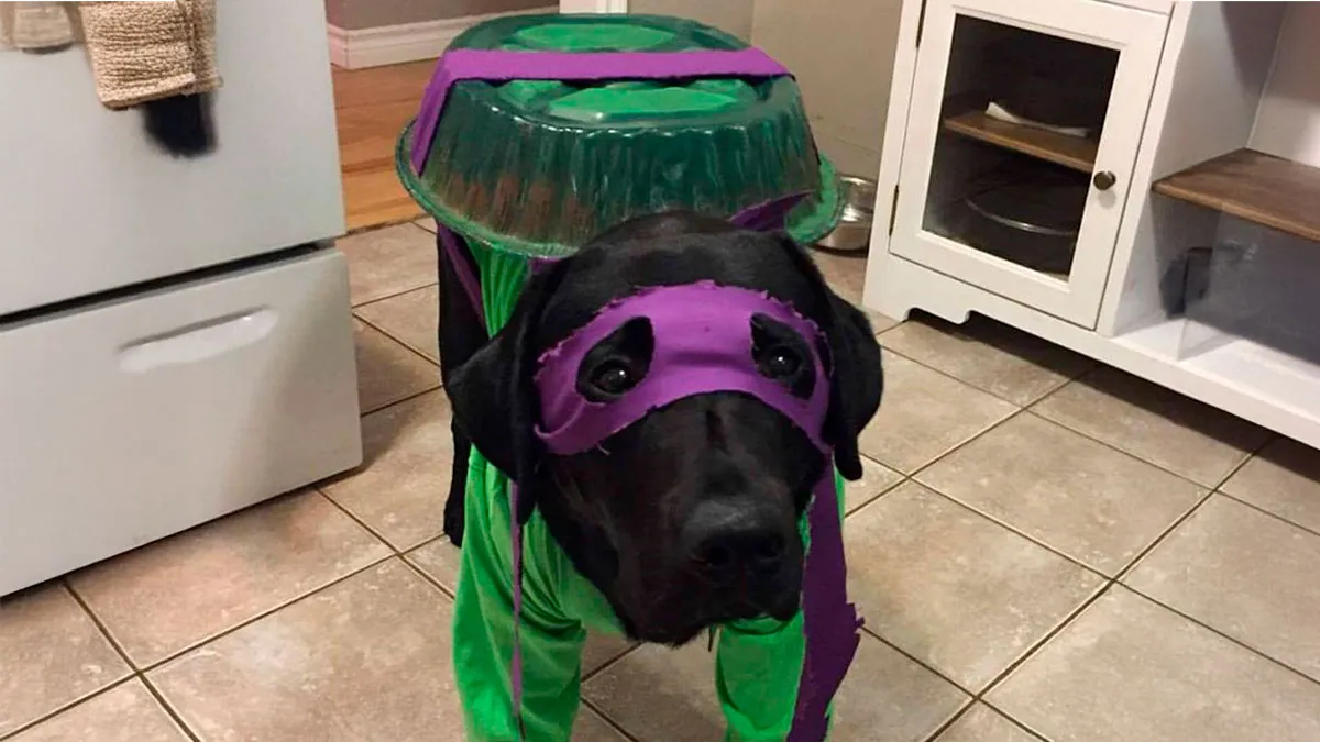 50 Animal Memes That Remind Us Life’s Better With A Little Fur And Chaos (New Pics)
