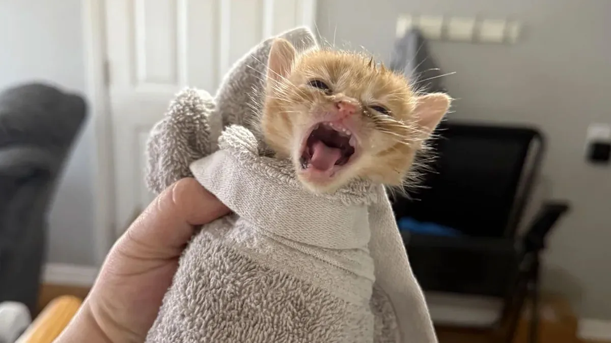 "A Picture Tells A Thousand Yells": 50 Dramatic Cats Who Were Shouting "Meow" In Capitals (New Pics)