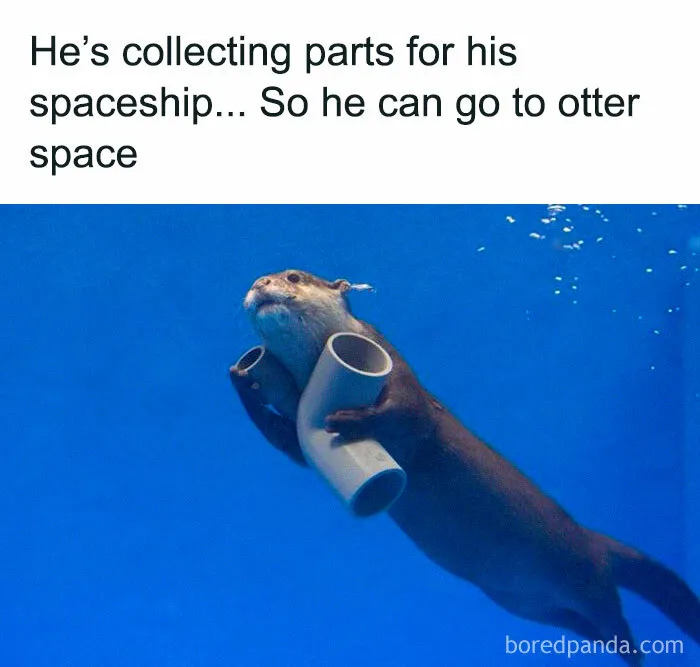 Otterly Amazing