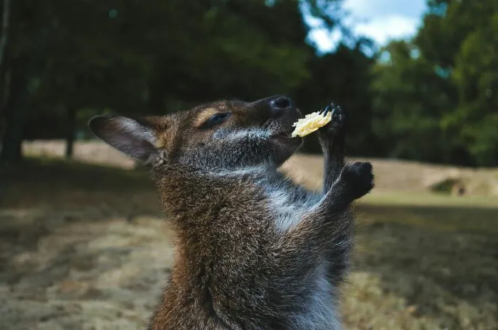 Kangaroo Mothers Can Produce Two Different Kinds Of Milk At Once