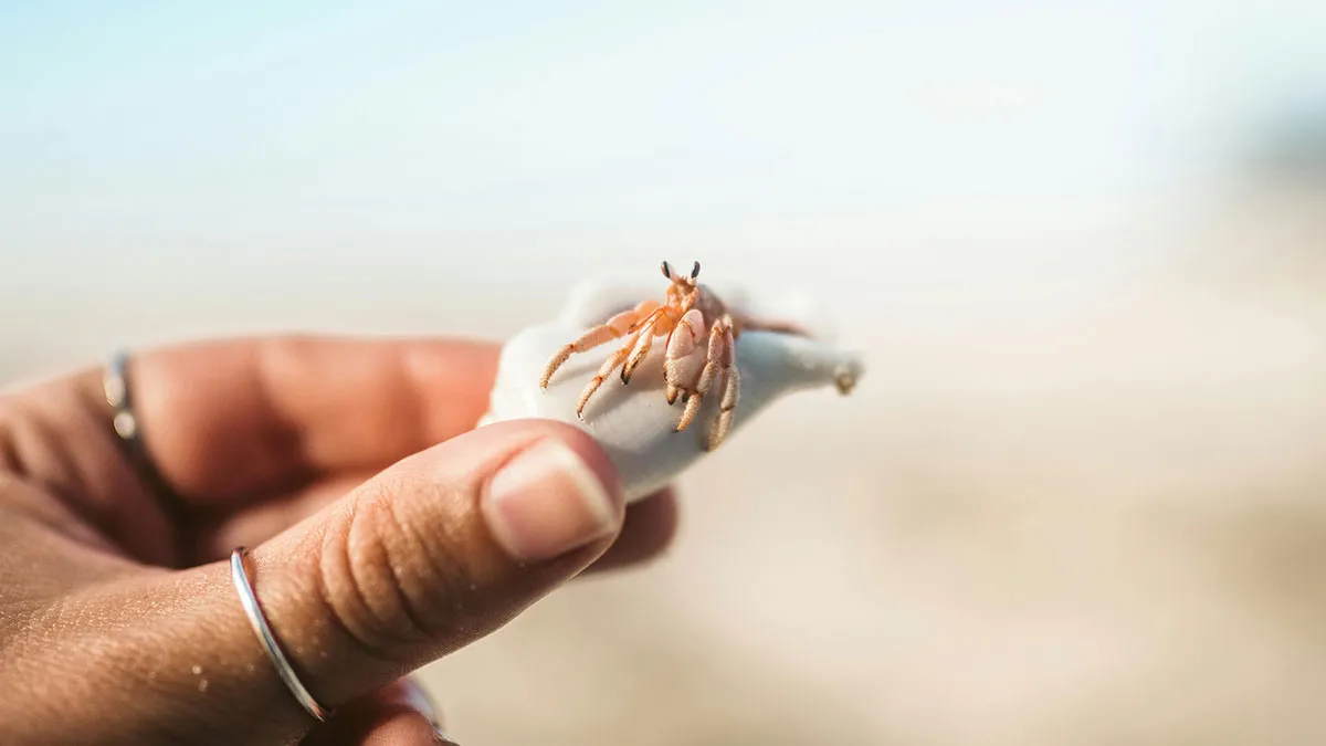 Teacher In Hot Water After Giving Her Students Crabs, Gets Slammed By Furious Parents