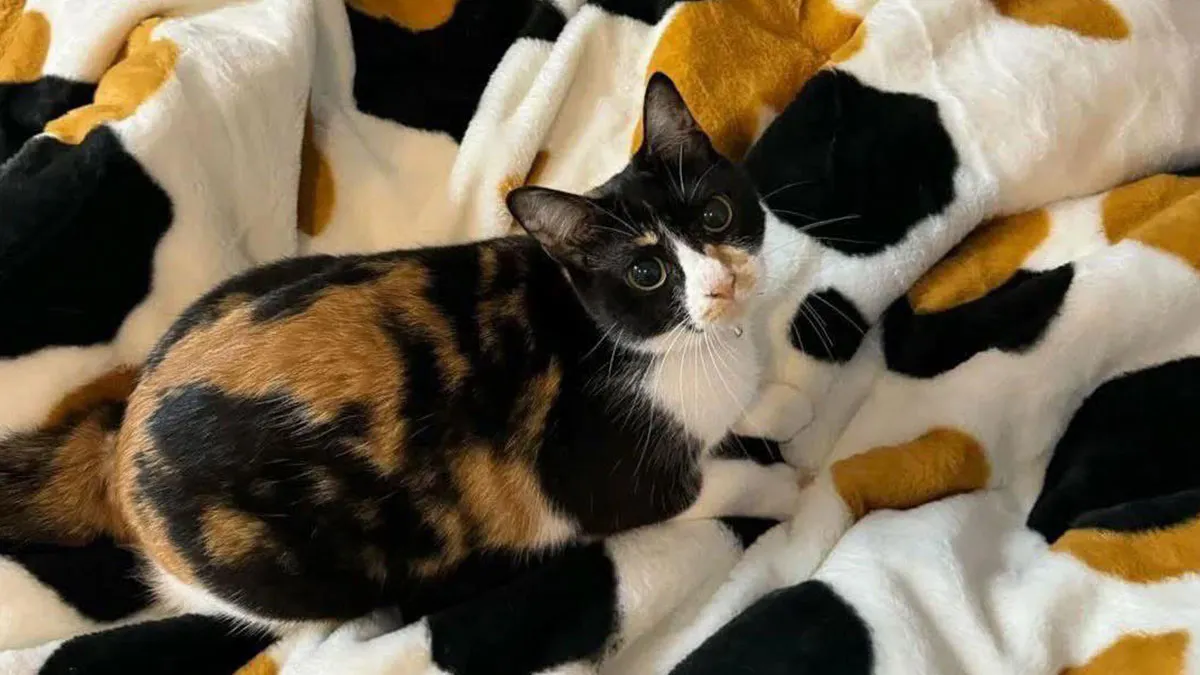 40 Pictures That Makes You Question Who Camouflages Better: Cats Or Chameleons