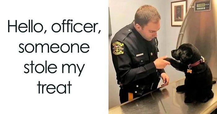 50 Truthful Memes About What It’s Like To Have A Dog