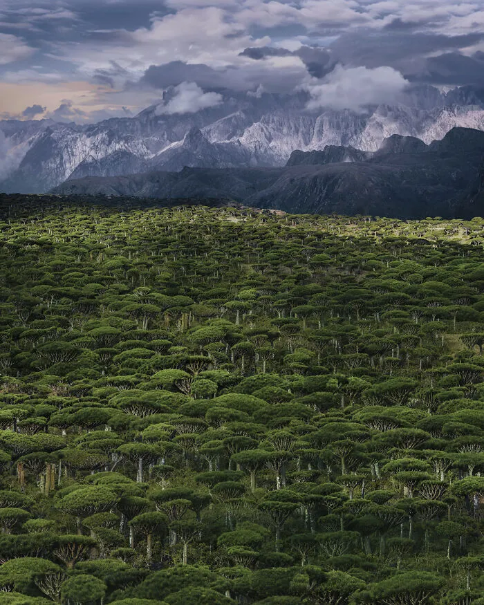 Infinity Forest Of Dragon Trees (Fermhin Forest)