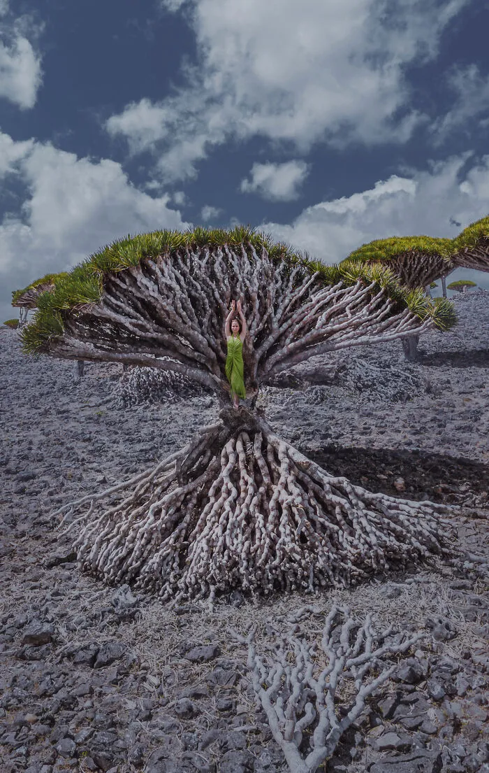 Fallen Tree
