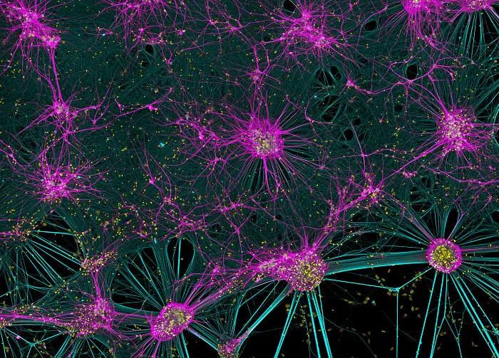 Honorable Mention: Dr. Bruno Cisterna And Dr. Eric Vitriol, Medical College Of Georgia At Augusta University, Department Of Neuroscience & Regenerative Medicine, Augusta, Georgia, USA
